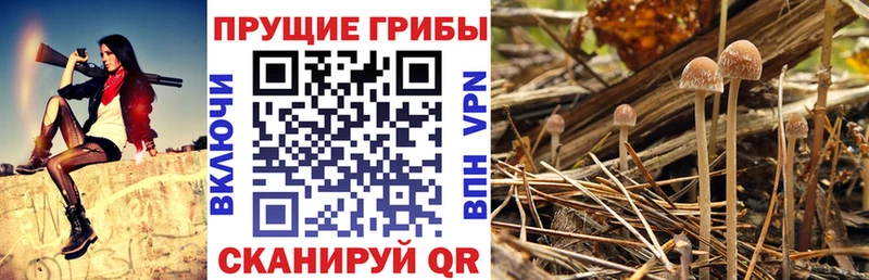 Купить закладки  Ликино-Дулёво  Псилоцибиновые грибы MAGIC MUSHROOMS 